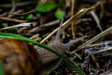 A closeup shot of a snail crawling on the ground in a forest