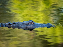 Small Alligator Swimming In The Water