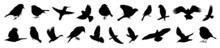 Silhouettes Of Birds, Different Pack Of Bird Silhouettes