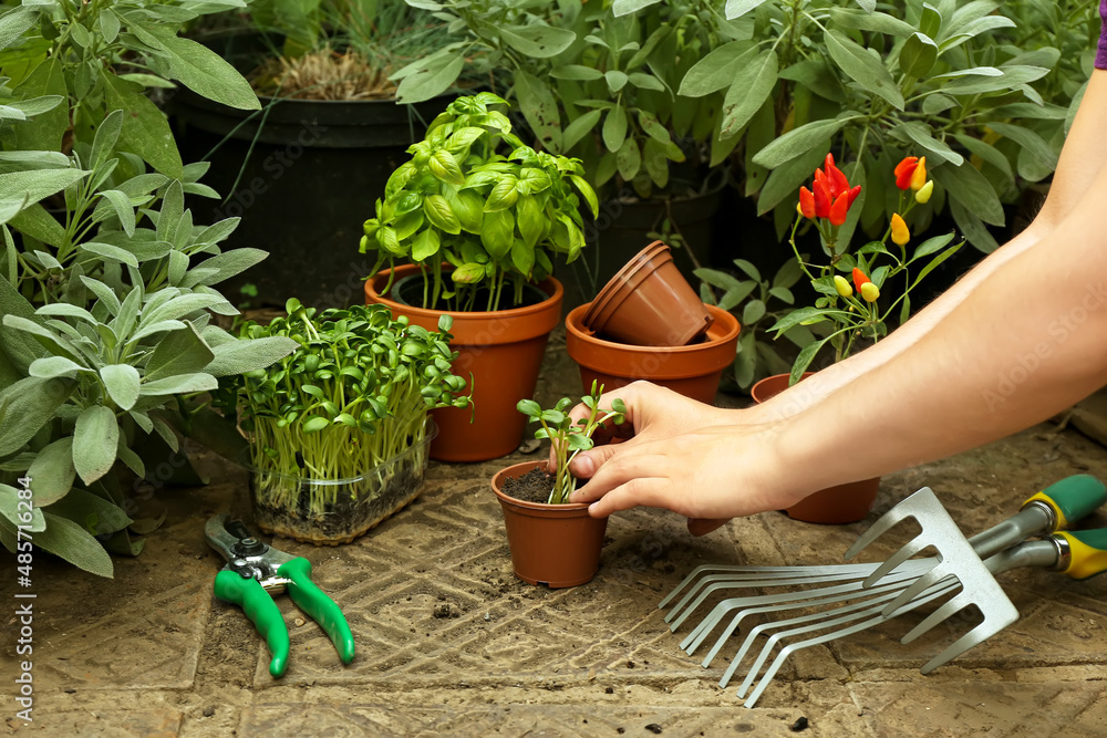 Gardener planting seedlings in greenhouse, closeup