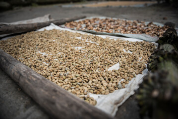 Coffee beans drying in the sun in a village in the foothills of Sinabung Volcano, Berastagi (Brastagi), North Sumatra, Indonesia, Asia