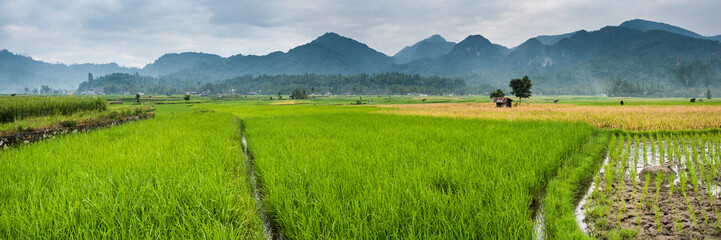 Wall Mural - Rice paddy fields, Bukittinggi, West Sumatra, Indonesia, Asia