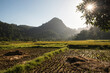 Paddy fields (rice paddies) at sunrise at Sungai Pinang, a traditional rural Indonesian village near Padang in West Sumatra, Indonesia, Asia
