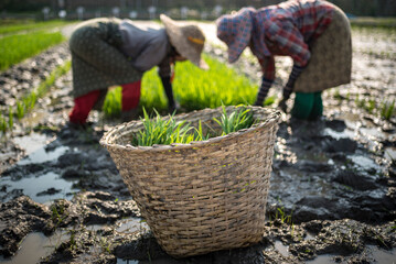 Sticker - Farmers in rice paddy fields, Inle Lake, Shan State, Myanmar (Burma)