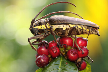 A long-horned beetle is looking for food in wild fruits. This insect has the scientific name Batocera sp. 