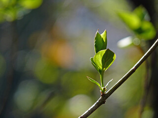 Canvas Print - A selective focus of young leaves on a tree branch against a blurred background