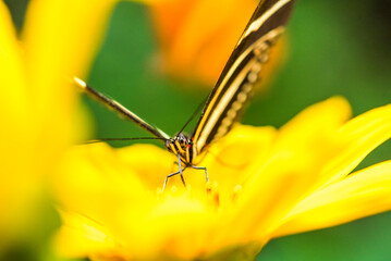 Wall Mural - Butterfly, Arenal Volcano area, Alajuela, Costa Rica, Central America