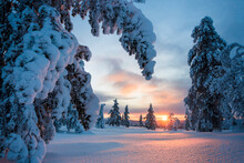 Beautiful Winter Wonderland Landscape With Snow Covered Trees And Dramatic Sunset, Lapland, Pallas-Yllästunturi National Park, Finland