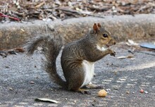 Close Up View Of A Brown, Gray, And White Squirrel Eating Peanuts On The Sidewalk In A Park.