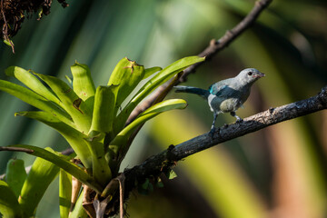 Wall Mural - Blue Gray Tanager (Thraupis Episcopus), Boca Tapada, Alajuela Province, Costa Rica