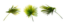 Set Of  Green Palm Leafs Isolated On White Background.