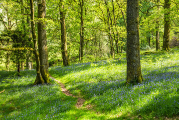 Wall Mural - Bluebell woods landscape at Derwent Water, Lake District scenery, Cumbria, England, UK, Europe