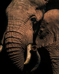 Wall Mural - Portrait of an African Elephant (Loxodonta africana) on an African wildlife safari vacation in Aberdare National Park, Kenya