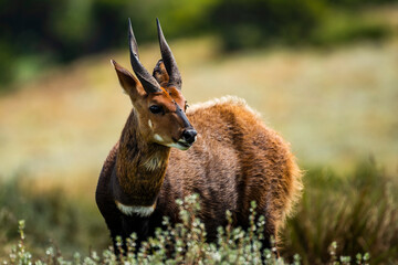 Wall Mural - Cape Bushbuck (Tragelaphus sylvaticus) in Aberdare National Park, Kenya