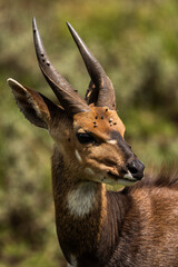 Wall Mural - Cape Bushbuck (Tragelaphus sylvaticus) in Aberdare National Park, Kenya