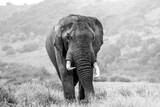Fototapeta Sawanna - African Elephant (Loxodonta africana) in Aberdare National Park, Kenya