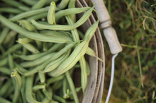 A Close-up Top View Of Freshly Picked Green Beans In A Bucket In The Garden