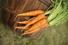 A Close-up Shot Of A Freshly Picked Carrots In A Wooden Bucket In The Garden