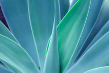 Closeup Agave Cactus, Abstract Natural Pattern Background And Textures, Dark Blue Toned 