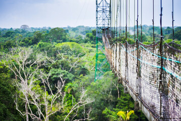 Wall Mural - Jungle Canopy Walk in Amazon Rainforest at Sacha Lodge, Coca, Ecuador, South America