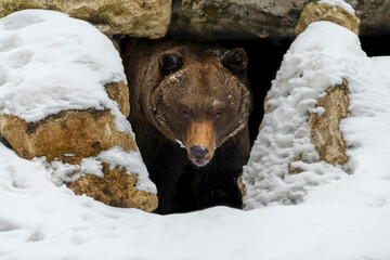 Wall Mural - brown bear (ursus arctos) looks out of its den in the woods under a large rock in winter