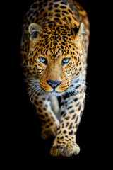 Wall Mural - close up big leopard isolated on black background