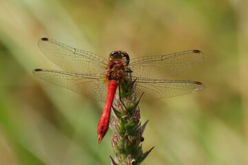 Sympétrum sanguin --- Sympétrum rouge sang --- Sympètre rouge sang (Sympetrum sanguineum)
