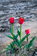 Three lone tulips in a field surrounded by mud