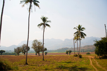 Poster - Landscape Photo of Farmland and Palm Trees Near Kanchanaburi, Thailand, Southeast Asia