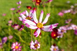 Fototapeta Kosmos - Close-up Pink Sulfur Cosmos flowers blooming on garden plant on blue background
