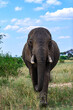 Large male elephant with hsi ears pinned back in an aggressive stance 