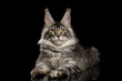 Silver color maine coon cat lying and looking in camera on Isolated black background, front view