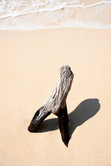 Wall Mural - Driftwood on Gili Meno Beach, Gili Islands, Indonesia, Asia, Asia