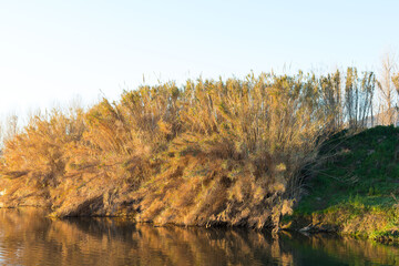 Reeds on the river banks in the Mediterranean basin