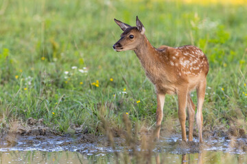 Wall Mural - Young red deer, cervus elaphus, standing near the water on glade in summer. Little mammal looking next to spash. Spotted cub observing on flowered meadow.