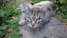 Grey Cat With Blue Eyes