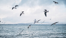 Many Seagulls Fly Near The Sea Shore. In The Background A Mountain Landscape.