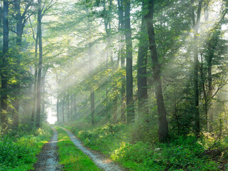 Wall Mural - Footpath through natural sunny green forest with morning fog in summer