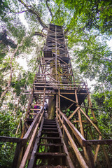 Wall Mural - Amazon Rainforest 43m Kapok Tree tower viewing platform at Sacha Lodge, Coca, Ecuador, South America