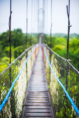 Wall Mural - Jungle Canopy Walk in Amazon Rainforest at Sacha Lodge, Coca, Ecuador, South America