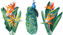 Set Of Tropical Plants, Flowers And Peacock On White Background, Watercolor Hand Drawing, Leaves Of Palms, Strelitzia