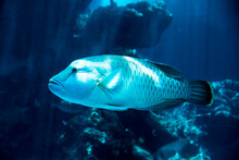 Deep Water Fish In Aqurium