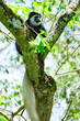 Colobus Monkey in a tree in Arusha NP in Tanzania