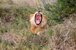 Lion with mouth wide open baring teeth