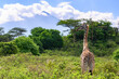Giraffe in the wild in Arusha NP in Tanzania with Mt. Meru in background