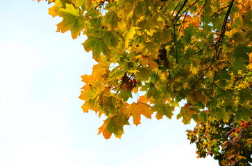 Wall Mural - Branch with yellow maple leaves in the autumn