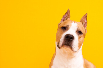 Poster - dog American Staffordshire Terrier tilted his head to one side on a yellow background