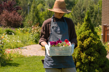 Wall Mural - A professional gardener is going to plant petunia hybrida seedlings.