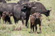 Two young Cape Buffalo with an adult 