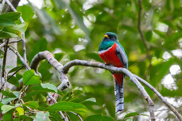 Collared Trogon